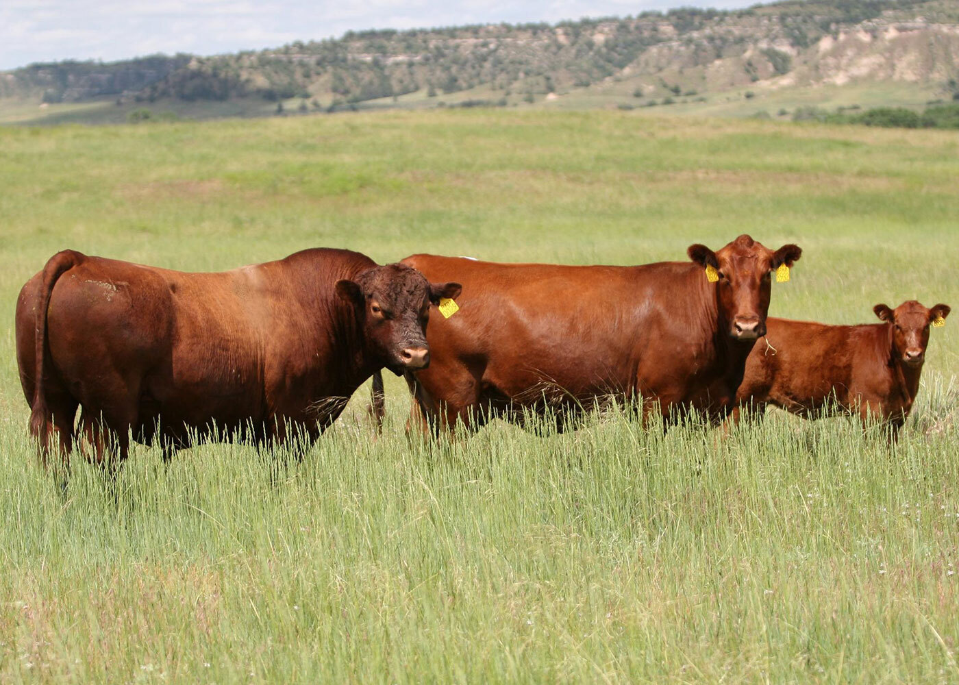 Australia - Cattle (7 Portions)