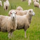 Australia - Sheep