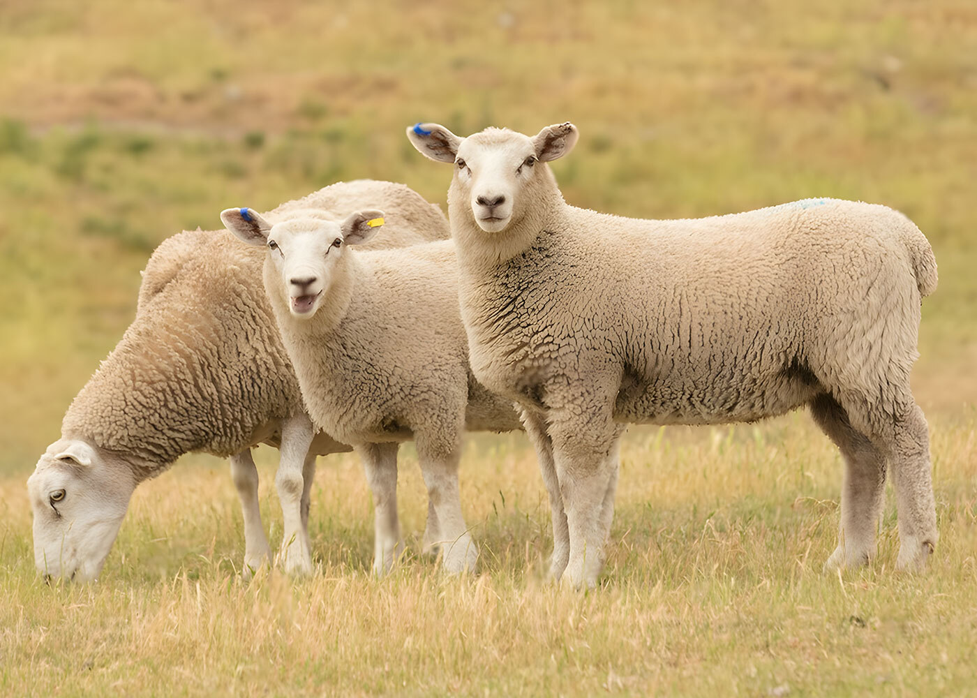 Australia - Lamb