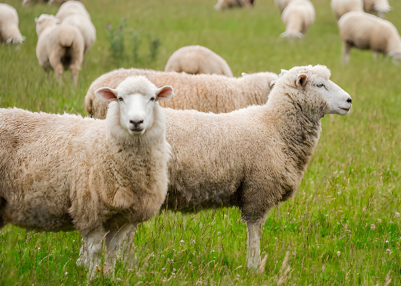 Australia - Sheep